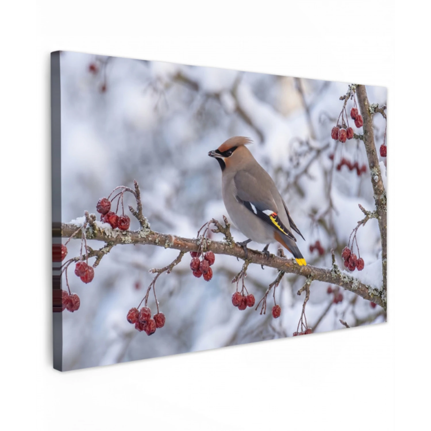 Pestvogel - Bessen - Winter - Natuur canvas 2cm klein -z3d
