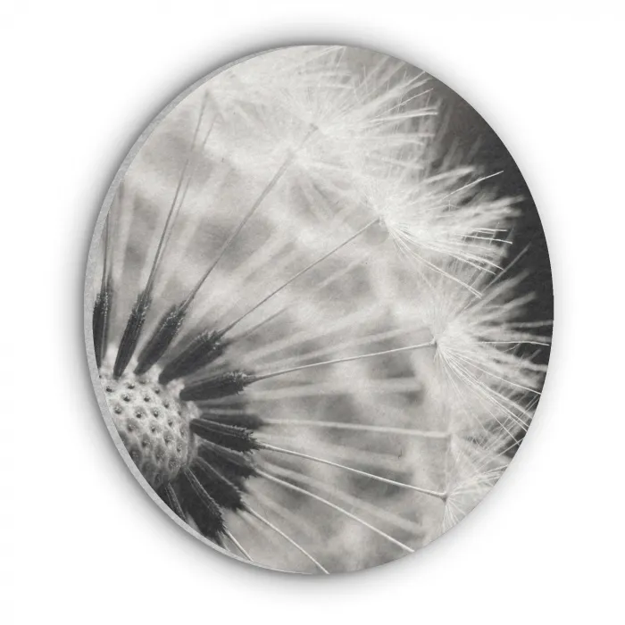 Paardenbloem - Zwart - Wit Akoestische PET Vilt - Rond klein -3d