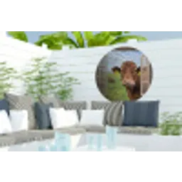 Doorkijk - Koe - Weiland - Landschap - Dieren Wandcirkel tuinposter met ringen klein -buiten2