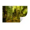 Bomen - Steen - Bos - Natuur Muursticker klein -3d