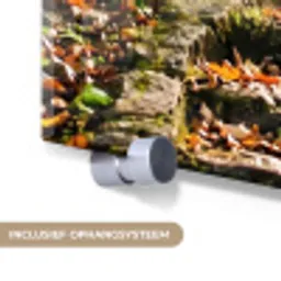 Stenen - Trap - Bos - Natuur plexiglas 5mm klein -zzsysteem_NL