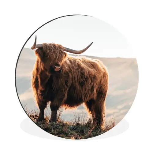Schotse hooglander - Dieren - Landelijk - Landschap - Koe - Natuur Wandcirkel aluminium klein -3d