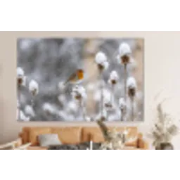 Roodborstje - Gedroogde bloem - Sneeuw - Winter - Vertederend forex 5mm xxl -bovenbank
