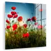 Klaprozen - Toscane - Zon - Rood - Blauw plexiglas 5mm klein -zzzproduct_nieuw