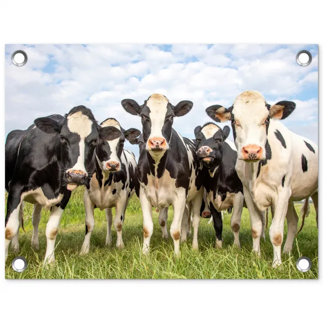 Nieuwsgierige koeien in de wei tuinposter los doek klein -3d