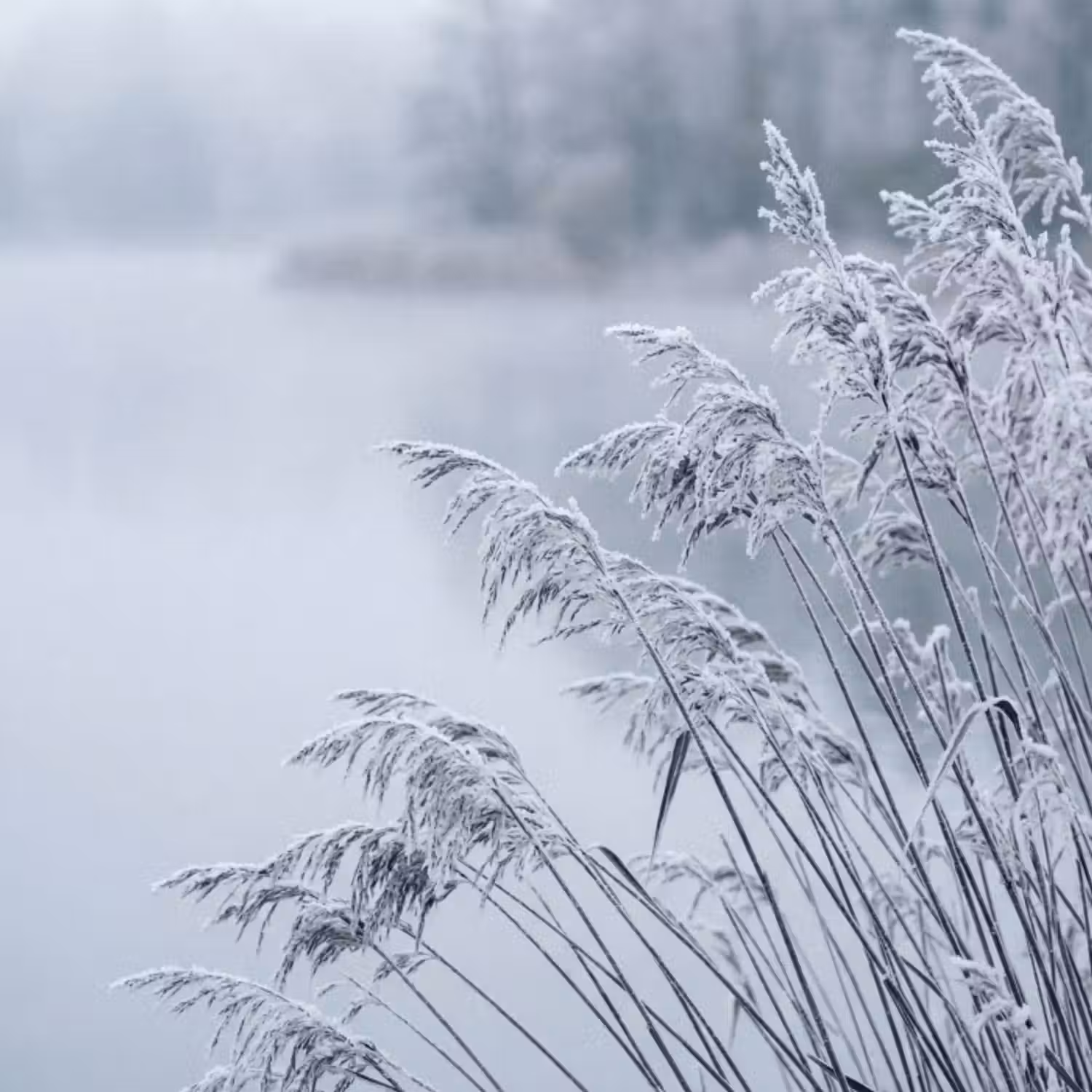 Behang - Riet - Bevroren - Winter - Natuur