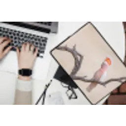 Papagaai - Tak - Roze laptophoes neopreen klein -bureau