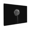 Paardenbloem - Zwart - Bloemen - Botanisch Tuinposter op houten frame 2 cm dik klein -3d
