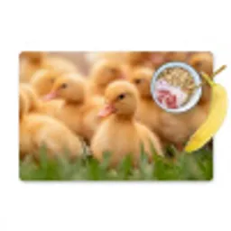 Pijltje - Eend - Natuur - Geel Placemat vinyl groot -zzzproduct_Kitchenyeah-website