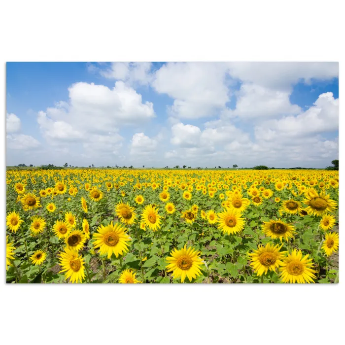 Zonnebloemen - Bloemen - Wolken - Natuur - Geel - Landschap poster papier klein -3d