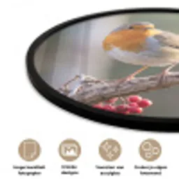 Roodborst - Tak - Bessen - Natuur Fotolijst rond zonder passe partout klein -closeup_NL