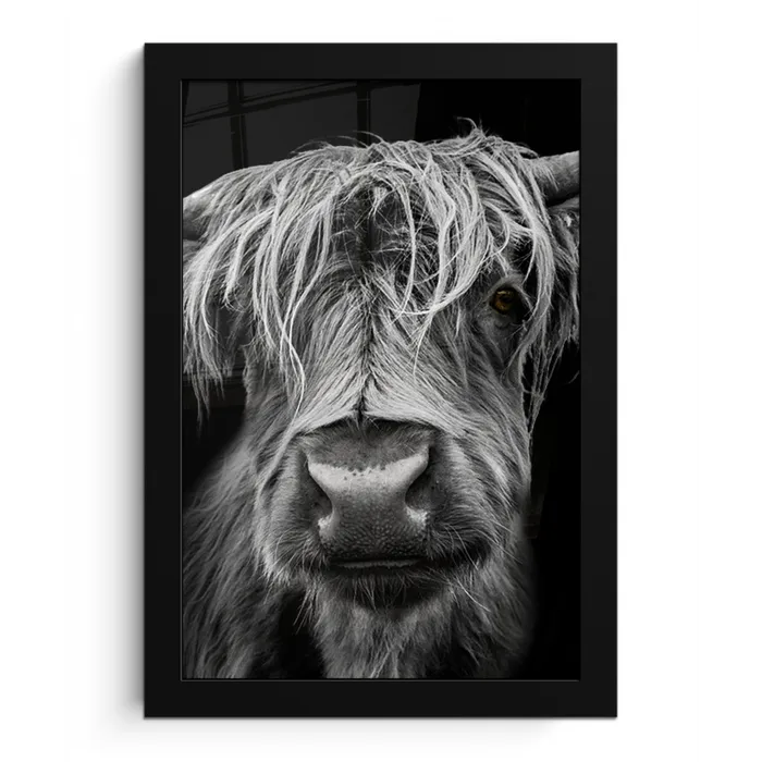 Schotse Hooglander - Horens - Zwart - Wit - Koe - Wild - Dieren fotolijst zwart zonder passe partout klein -3d