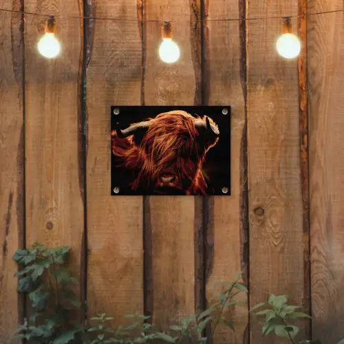 Schotse hooglander - Koe - Hoorns - Portret - Dieren tuinposter los doek klein -sfeer1