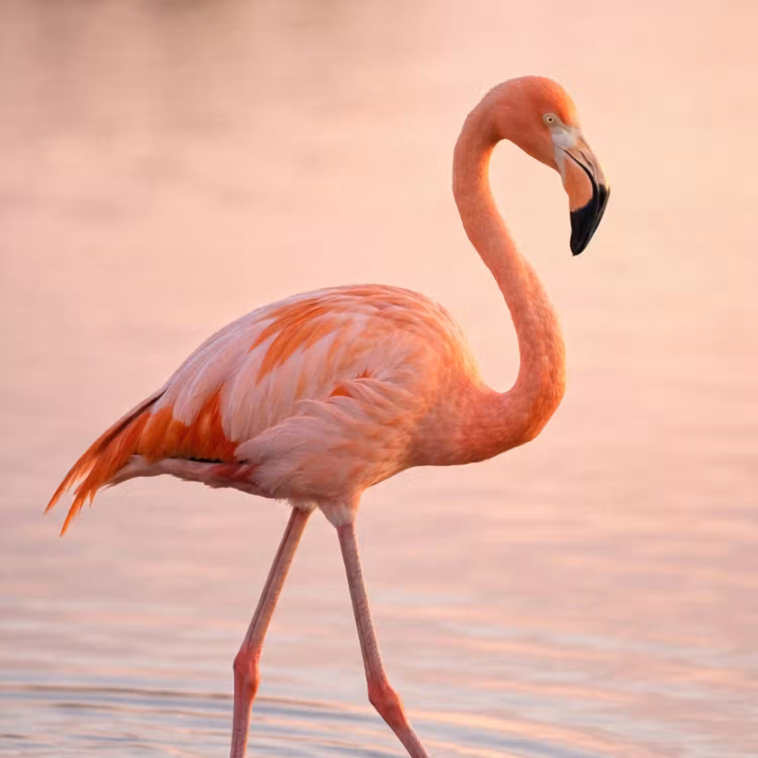 Tapete - Flamingo - Wasser - Rosa