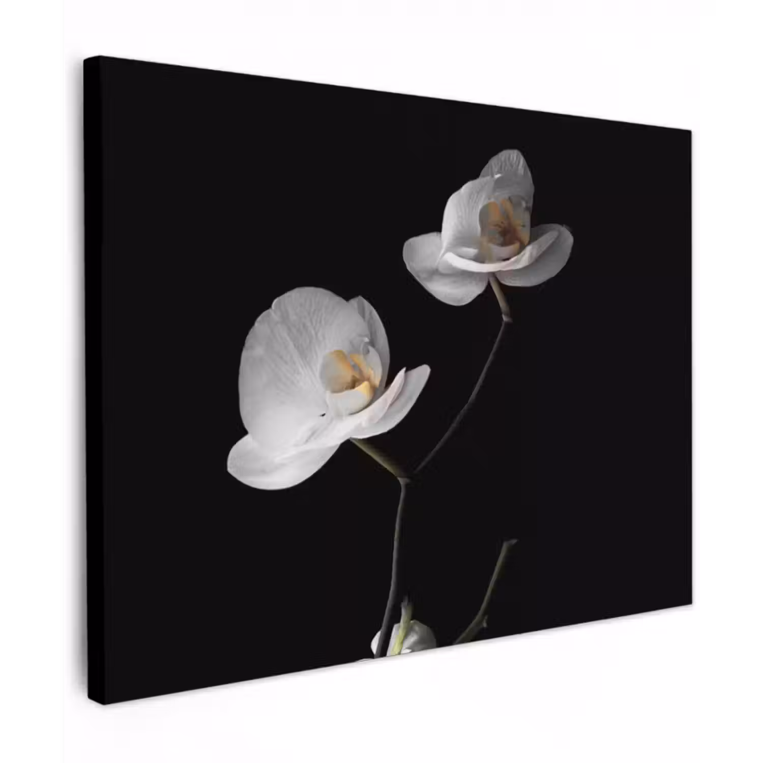 Leinwandbild - Orchidee - Blumen - Schwarz - Weiß - Stilleben
