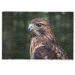 Buizerd - Roofvogel - Natuur - Bruin Deurmat klein -zkaufland3d