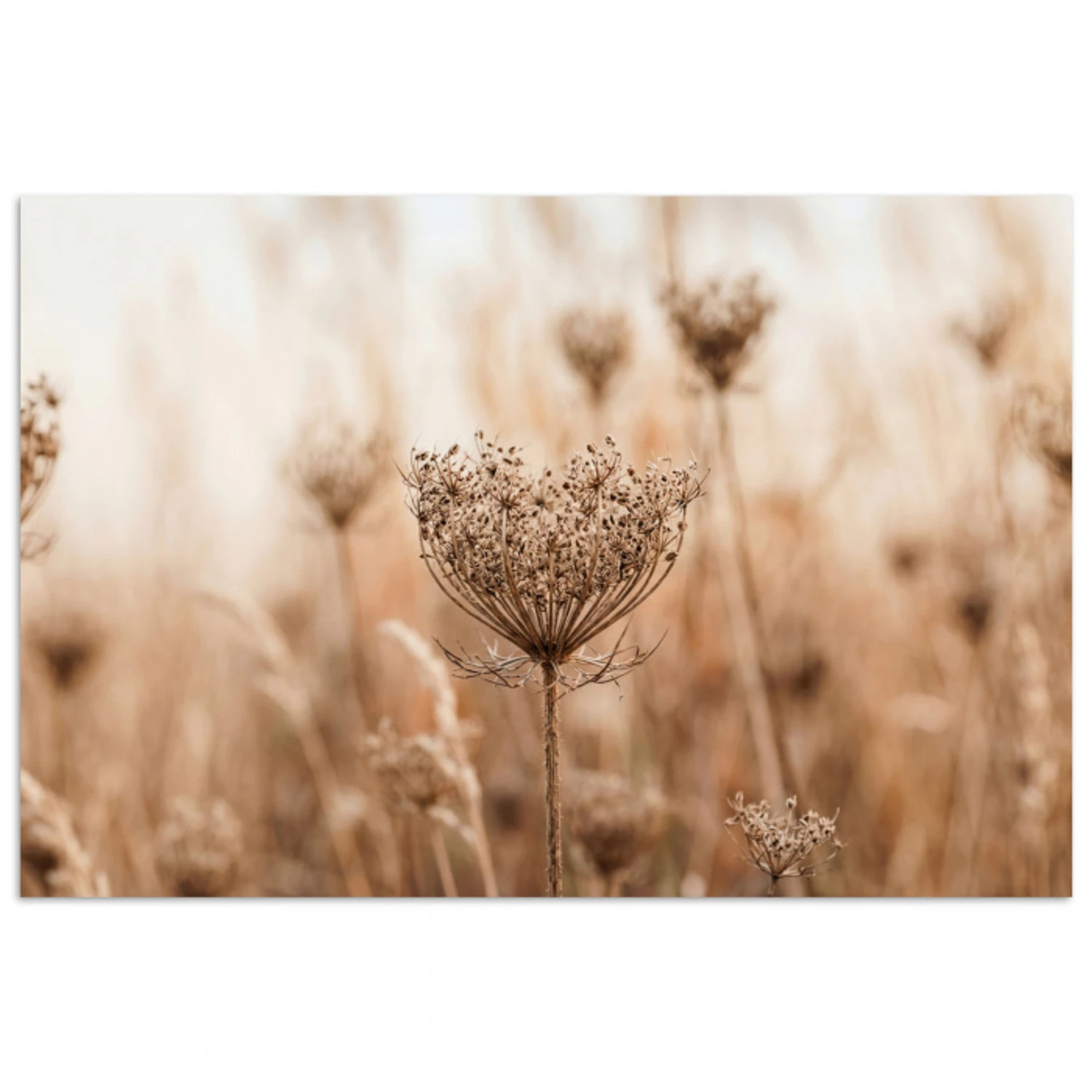 Schermbloem - Droogbloem - Winter - Beige - Minimalistisch poster papier klein -3d