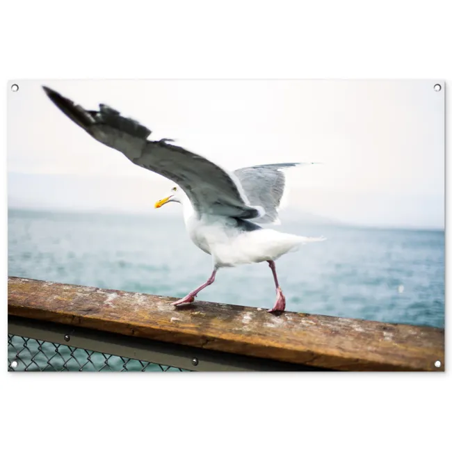 Tuinposter - Dieren - Vogel - Meeuw