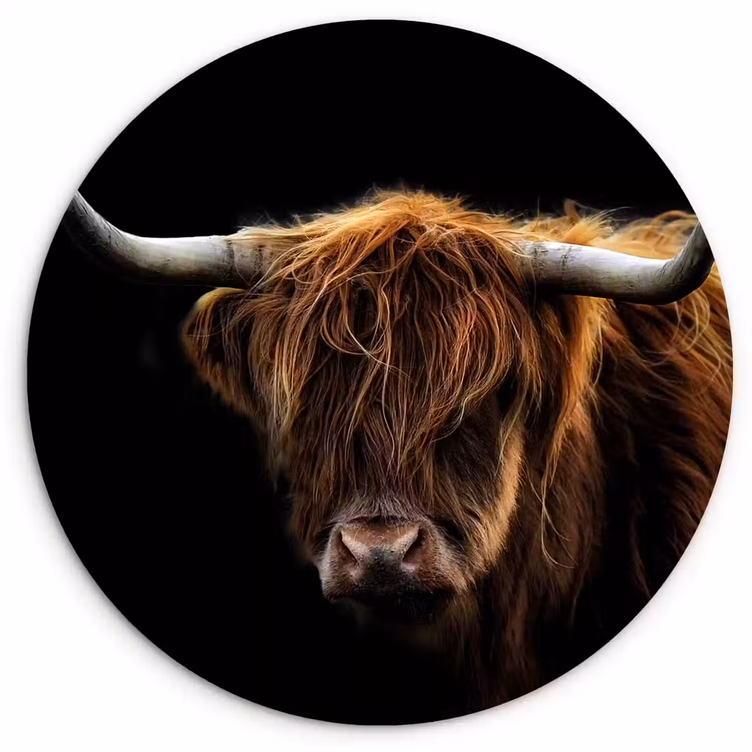 Muurcirkel - Schotse Hooglander - Horens - Zwart - Dieren - Natuur - Wild - Koe