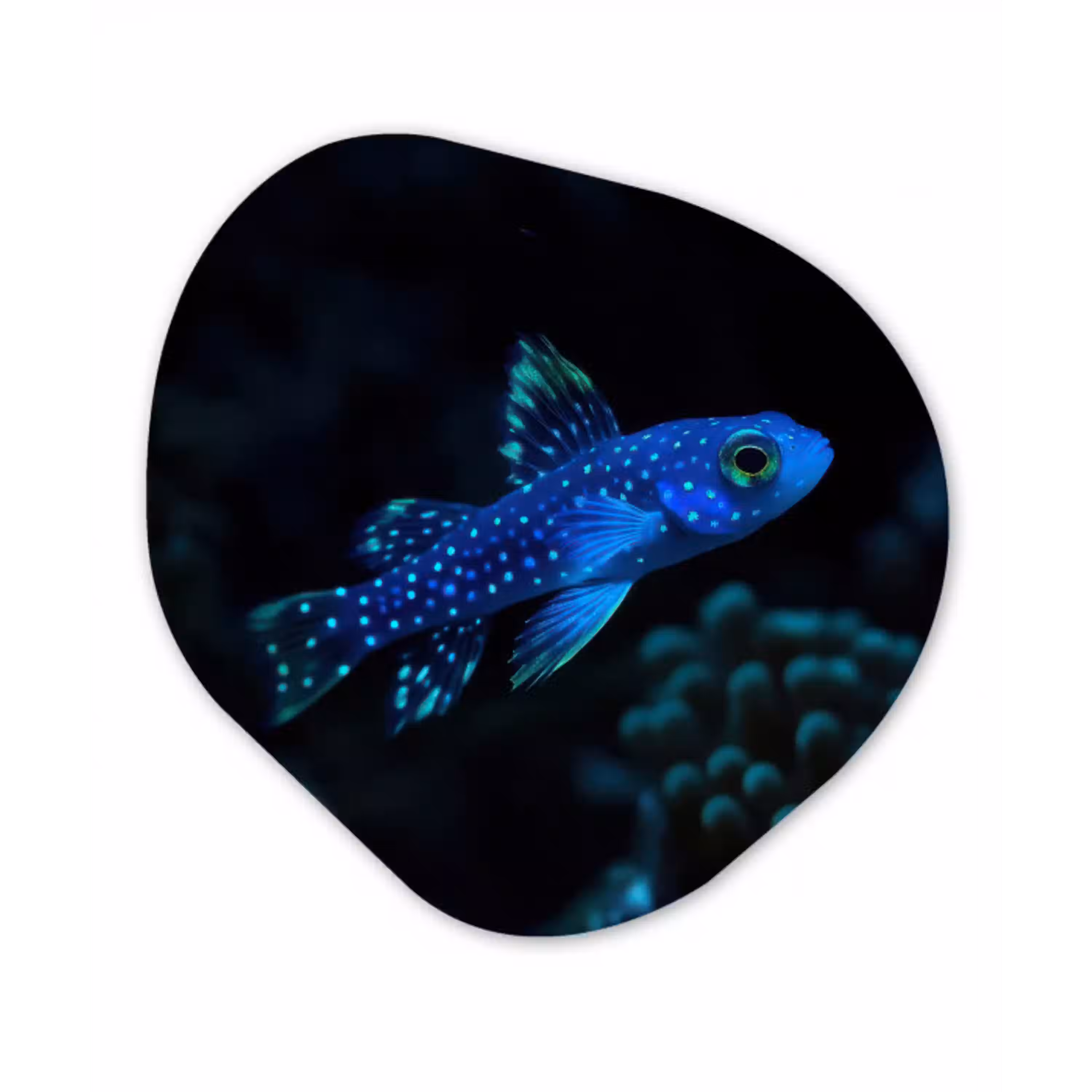 Vis - Stippen - Koraal - Blauw Wandcirkel Organisch Plexiglas middel -3d