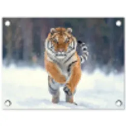 Tijger - Landschap - Sneeuw - Winter - Dieren tuinposter los doek klein -3d