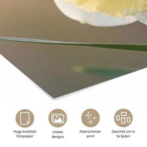Narcis - Bloem - Minimalistisch poster papier klein -closeup_NL