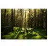 Bomen - Bos - Mos - Planten - Zon - Natuur poster papier klein -3d