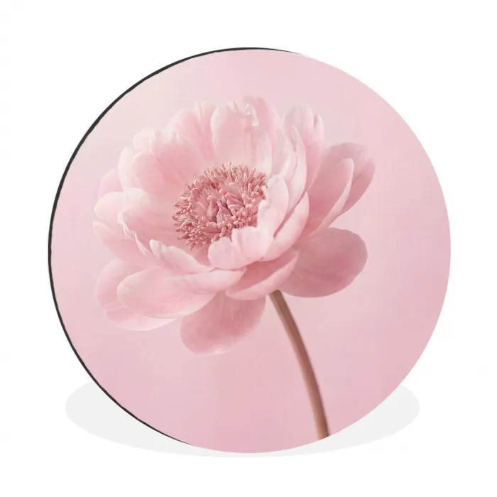 Bloem - Pioenroos - Roze Wandcirkel aluminium klein -3d