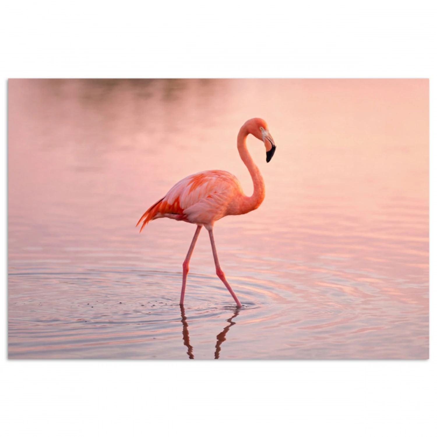Flamingo - Water - Roze poster papier klein -3d