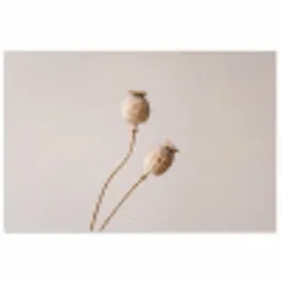 Papaverbollen - Droogbloemen - Minimalistisch - Beige - Rustig poster papier klein -3d