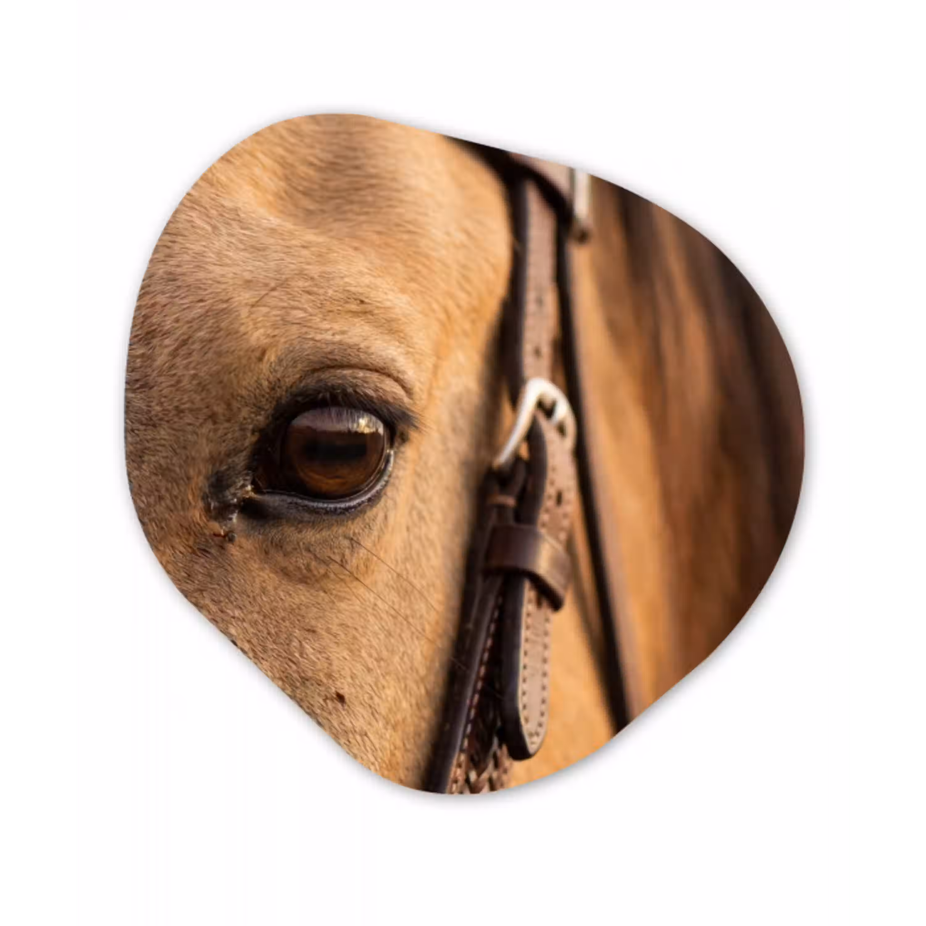 Paard - Oog - Bruin Wandcirkel Organisch Aluminium middel -3d