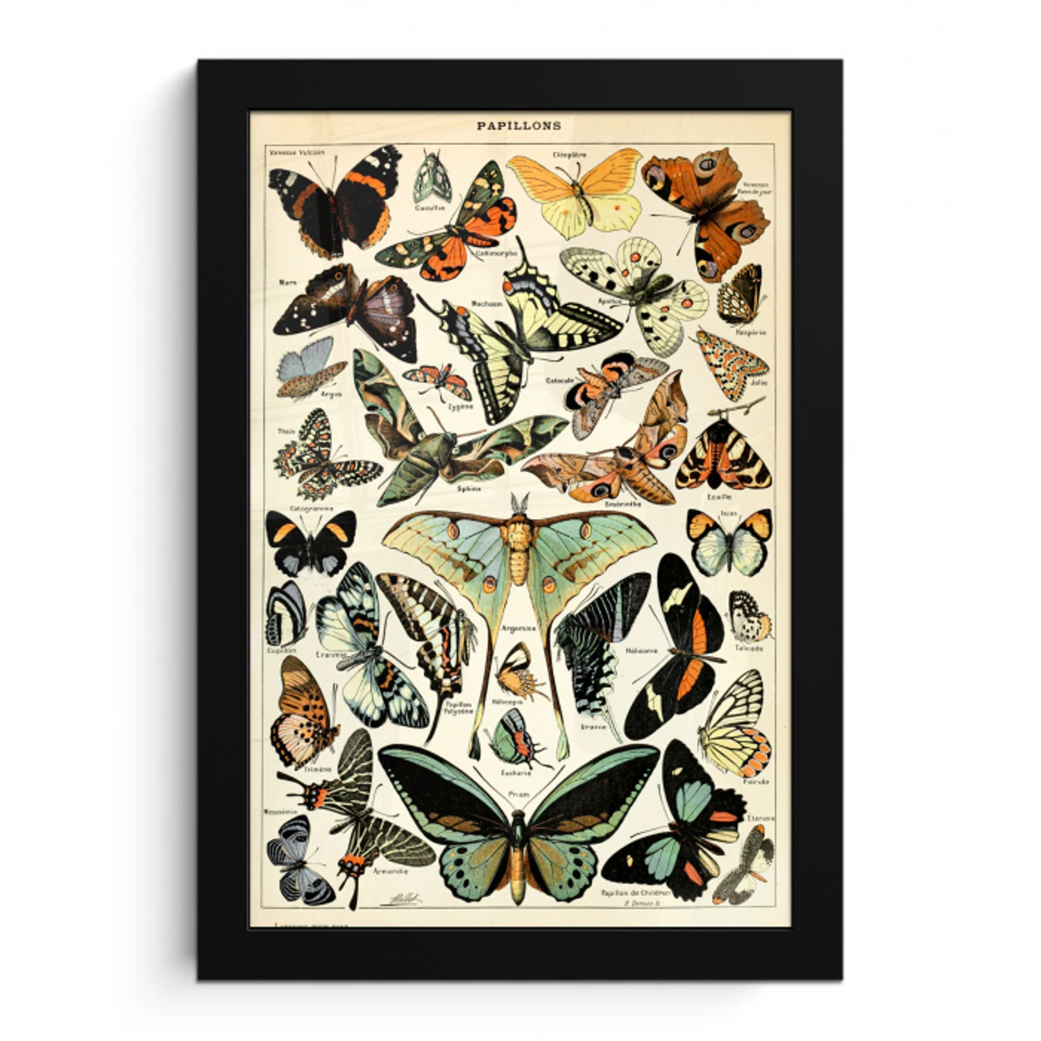 Adolphe Millot - Vlinder - Dieren - Insecten - Vintage fotolijst zwart zonder passe partout klein -3d