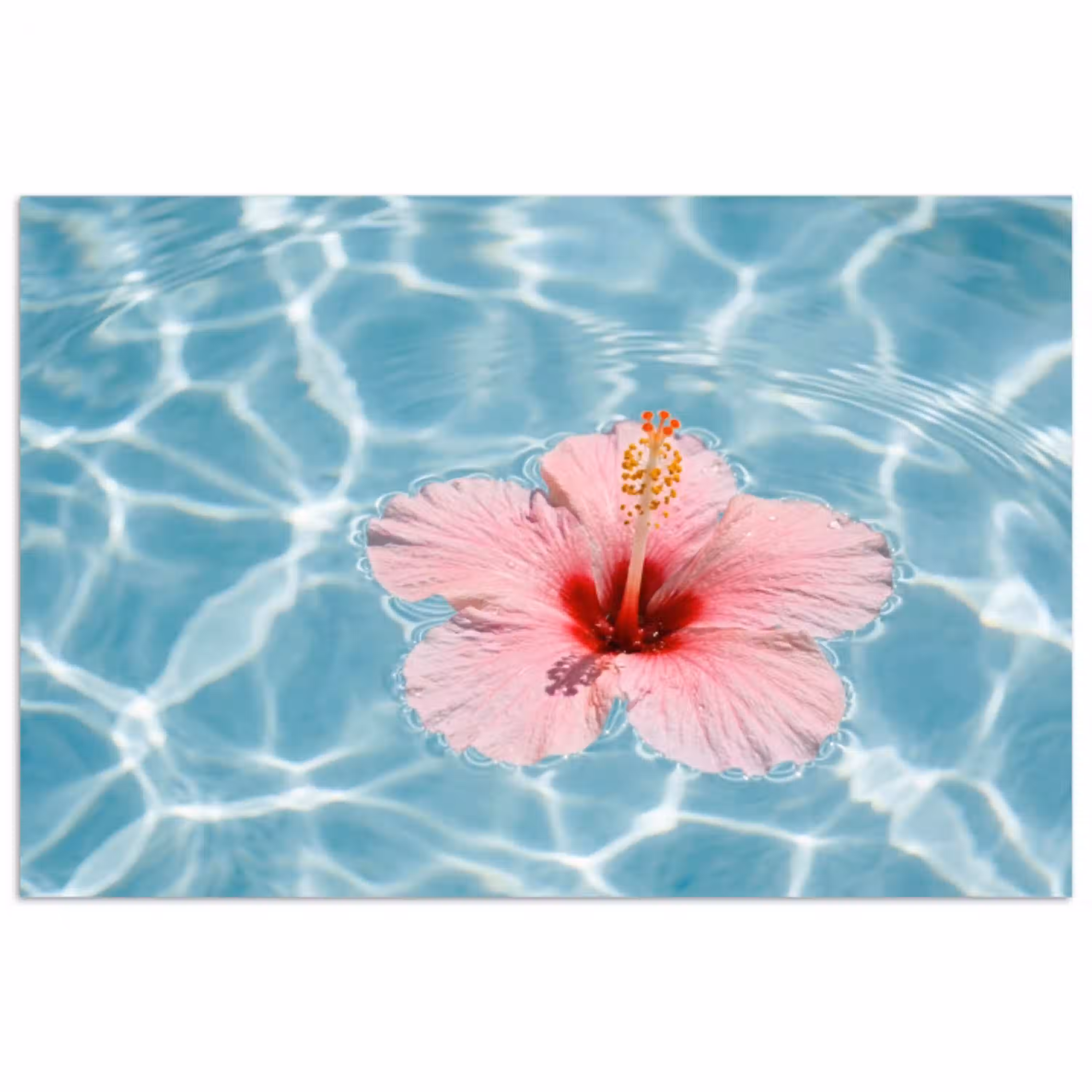 Hibiscus - Water - Roze poster papier klein -3d