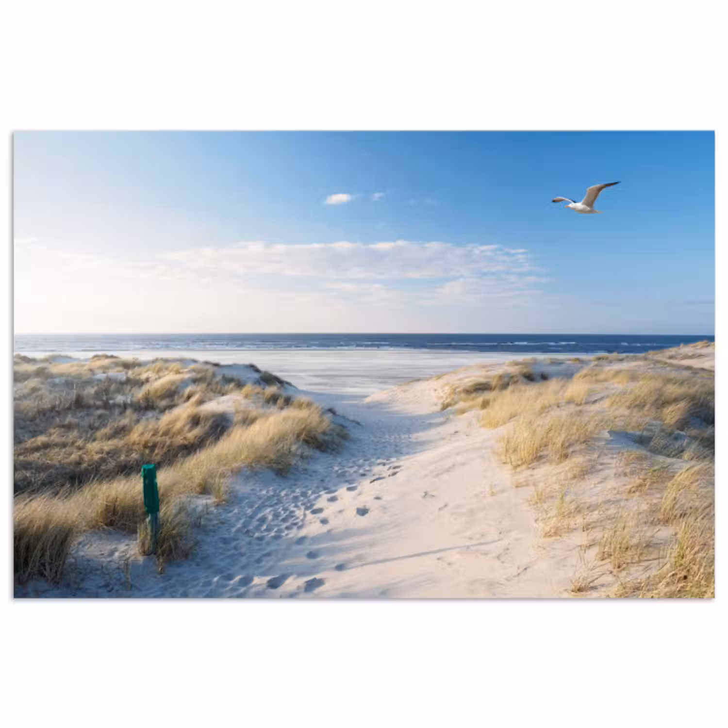 Poster - Düne - Möwe - Strand - Meer - Sonne