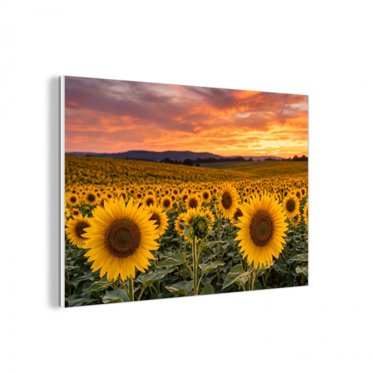 Zonnebloemen - Heuvellandschap - Geel forex 5mm xxl -3d