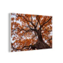 Boom - Bladerdak - Herfst - Oranje - Sfeervol forex 5mm xxl -3d