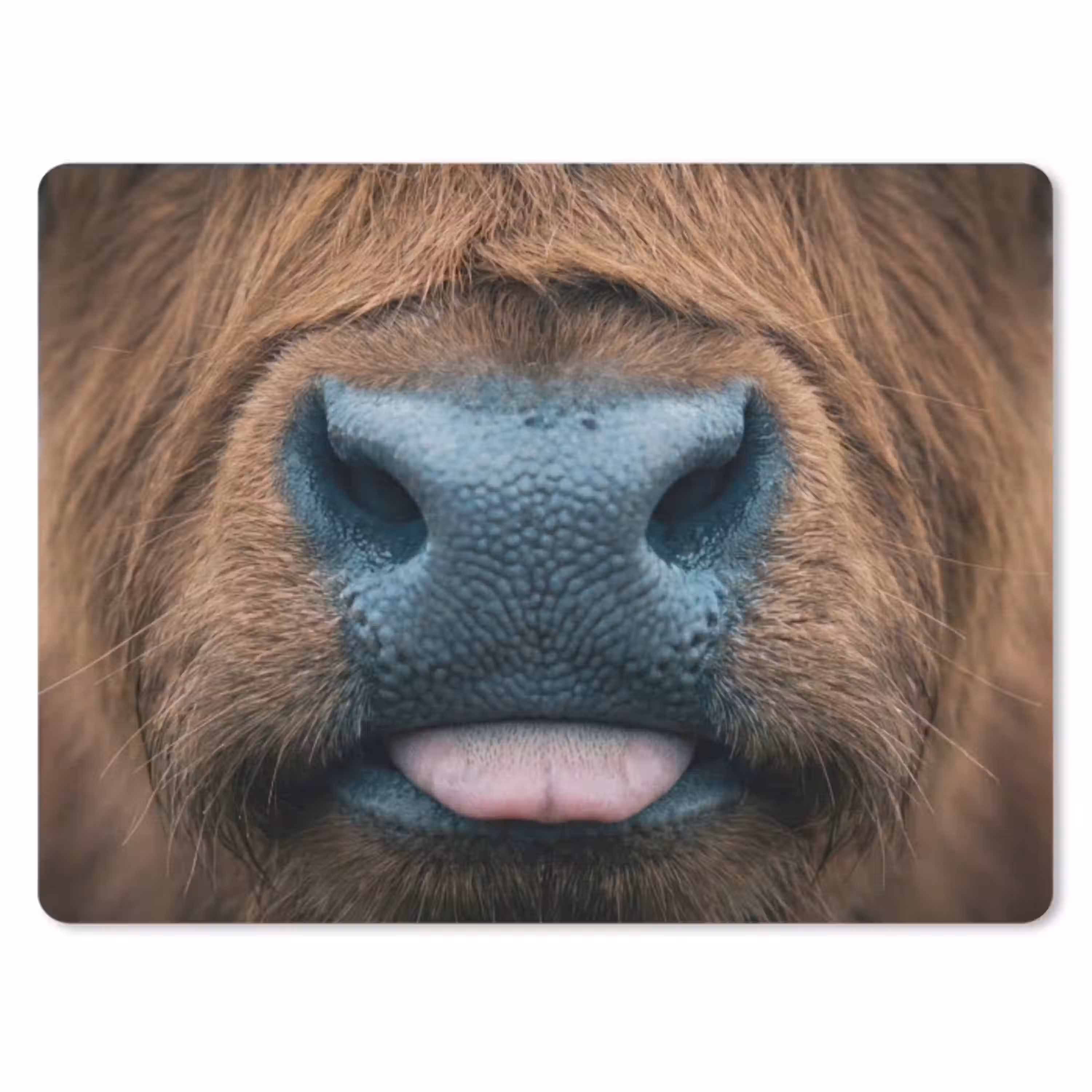 Schotse hooglander - Neus - Bruin muismat rubber klein -3d