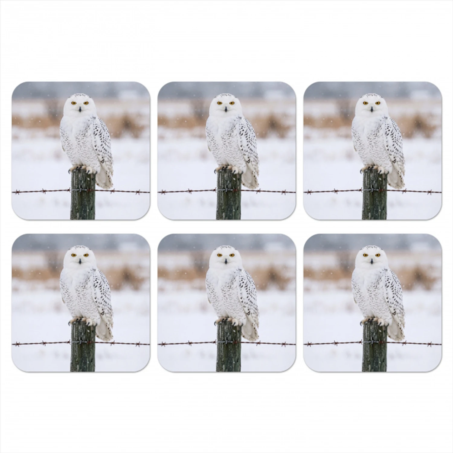 Sneeuwuil - Hek - Sneeuw - Wit onderzetter kurk middel -3d