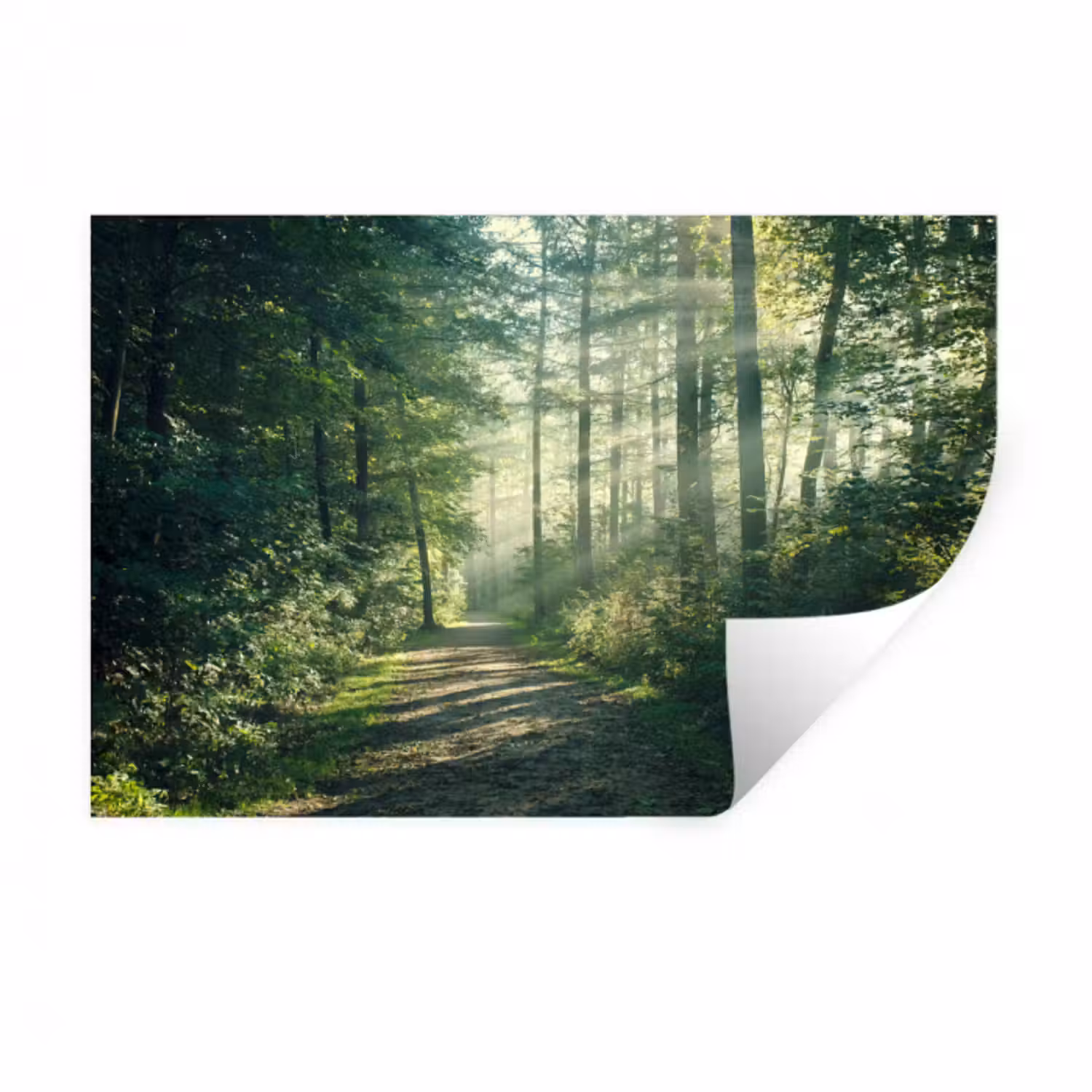 Wandtattoo – Wald - Weg - Sonne - Bäume - Grün - Natur