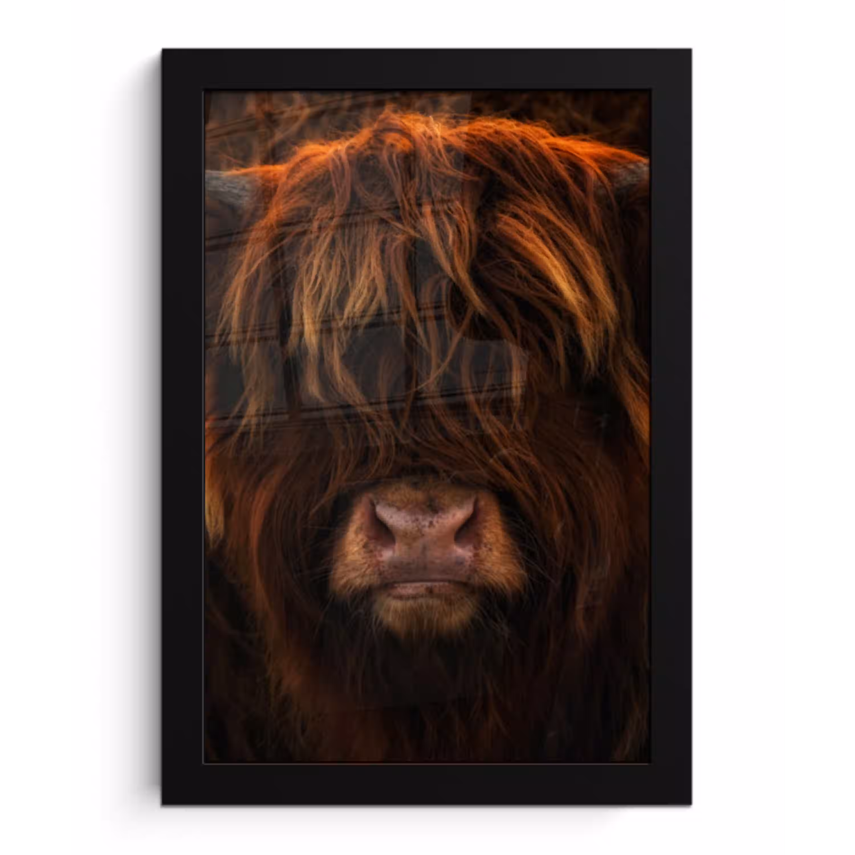 Schotse Hooglander - Koe - Zwart - Portret fotolijst zwart zonder passe partout klein -3d