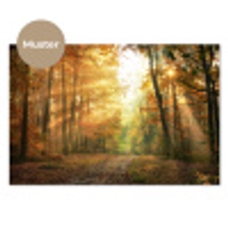 Bos - Herfst - Zon - Landschap - Natuur - Bomen - Bladeren keuken achterwand sample klein -3d_DE