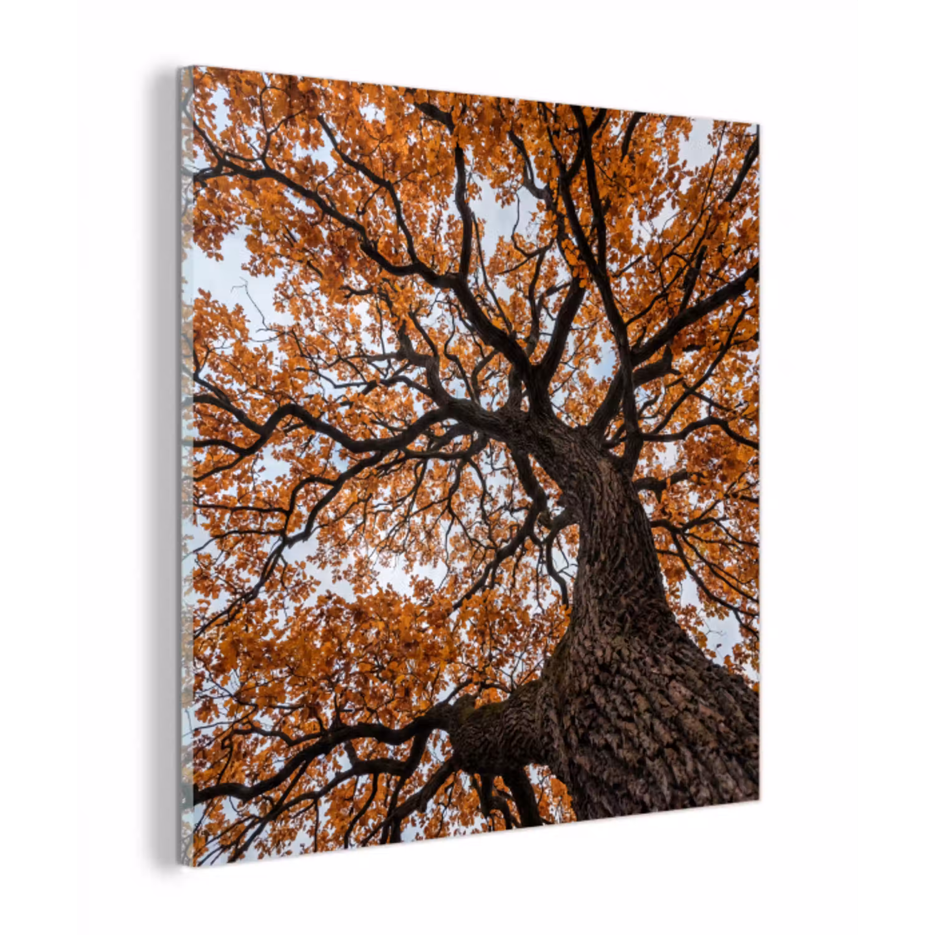 Boom - Bladerdak - Herfst - Oranje - Sfeervol plexiglas 5mm klein -z3d