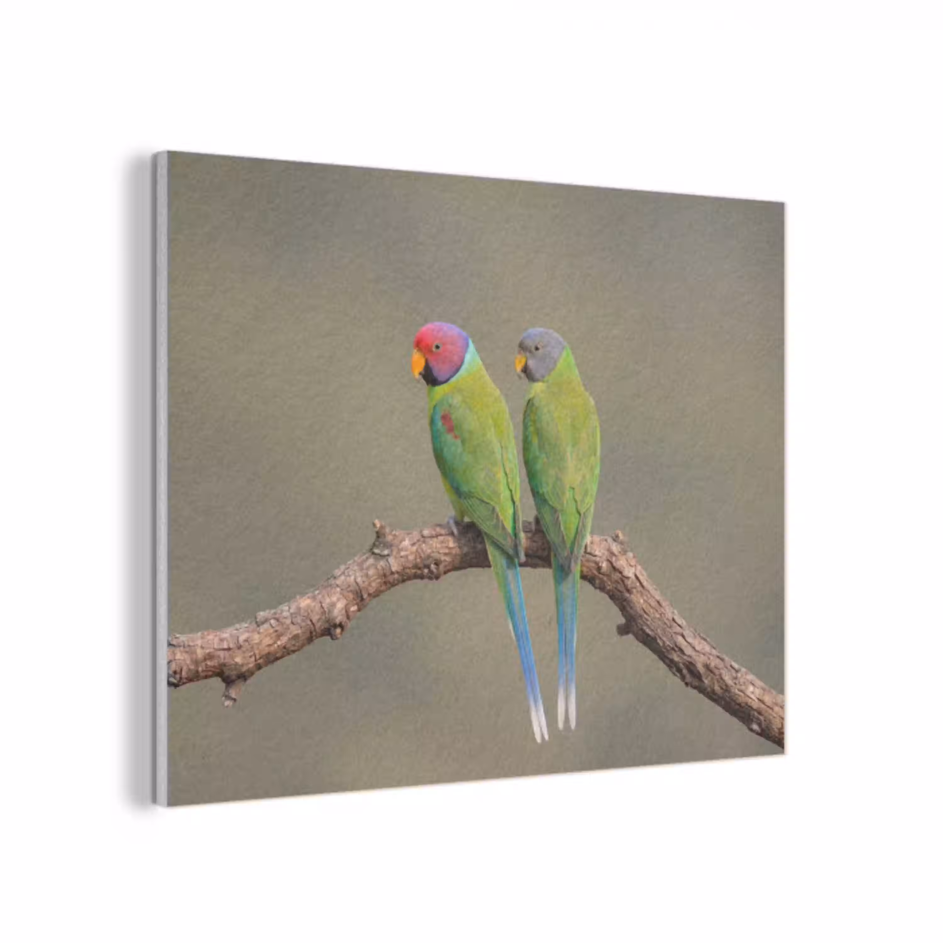 Papagaai - Tak - Natuur - Kleurrijk PET vilt klein -3d