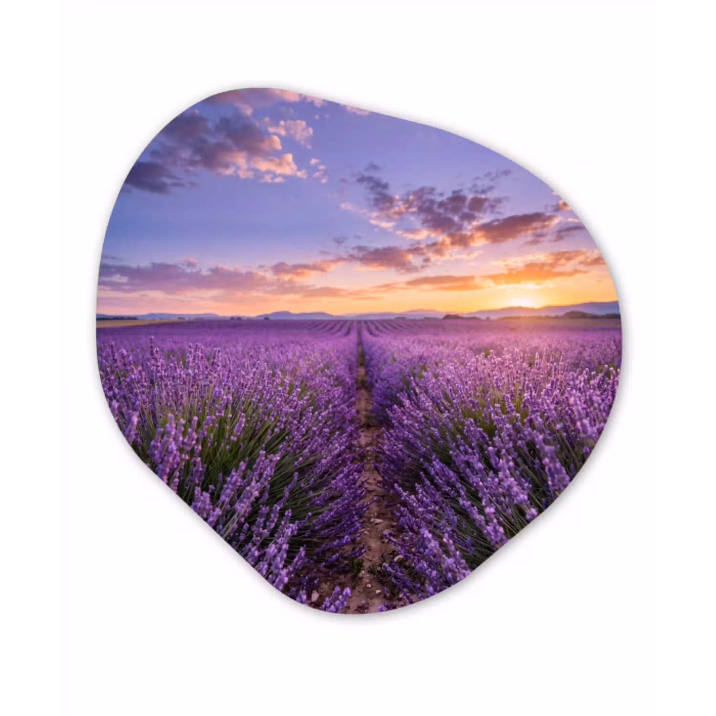 Lavendel - Veld - Natuur - Paars Wandcirkel Organisch Forex 3mm klein -3d