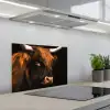 Schotse hooglander - Zwart - Koe - Hoorn - Dieren keuken achterwand spatscherm klein -3d_schuin