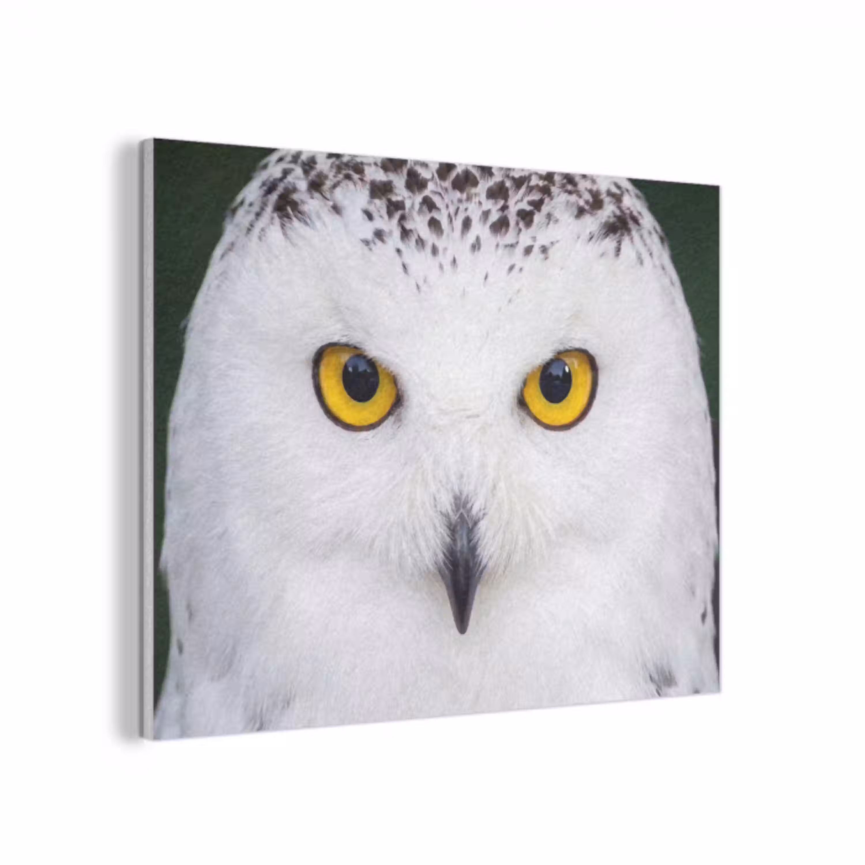 Sneeuwuil - Portret - Geel PET vilt klein -3d