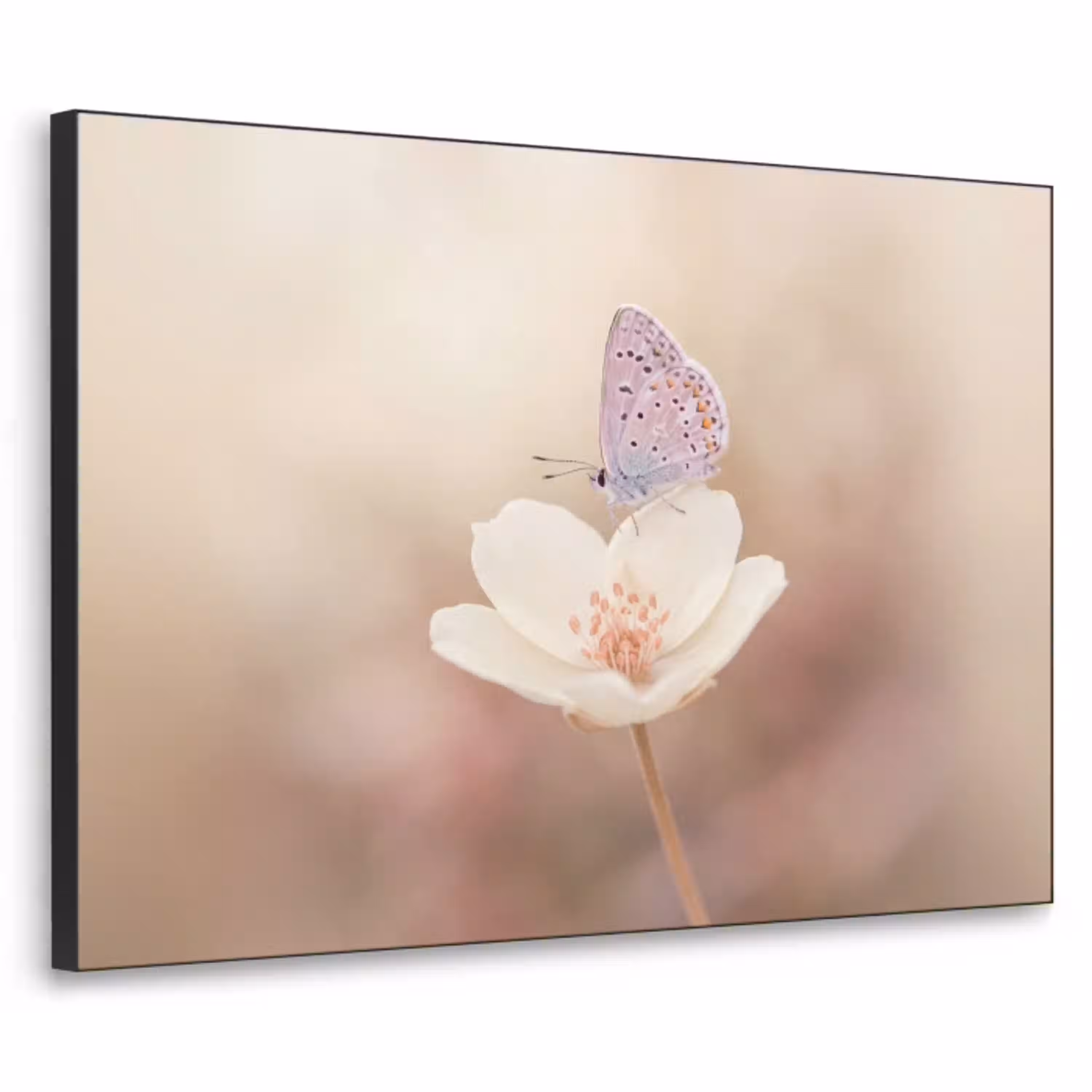 Vlinder - Bloem - Blauw Textielframe zwart klein -3d