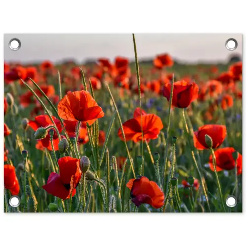 Bloemen - Klaprozen - Natuur - Rood tuinposter los doek klein -3d