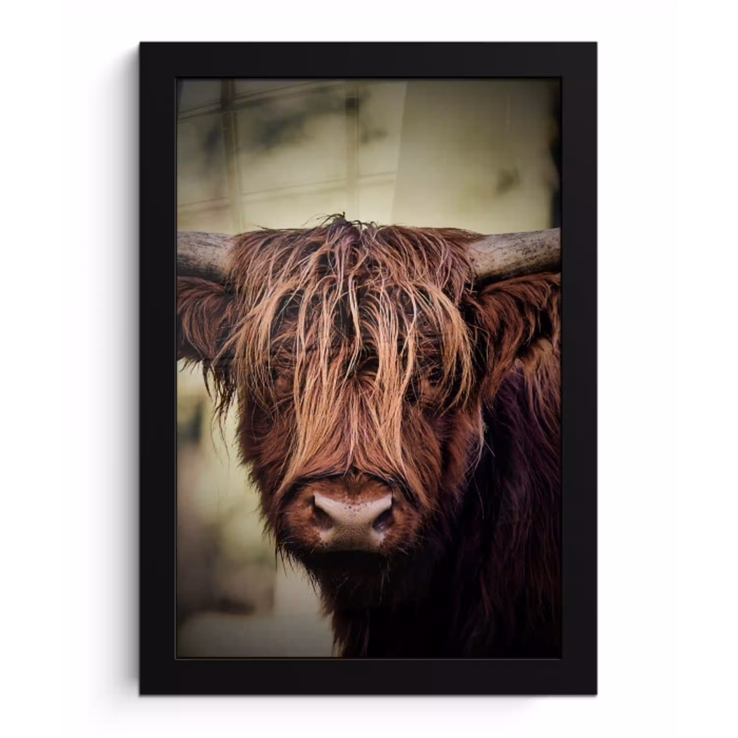 Schotse hooglander - Licht - Portret - Natuur fotolijst zwart zonder passe partout klein -3d