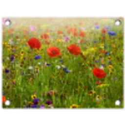 Lente - Bloemen - Rood - Klaproos - Gras - Groen tuinposter los doek klein -3d